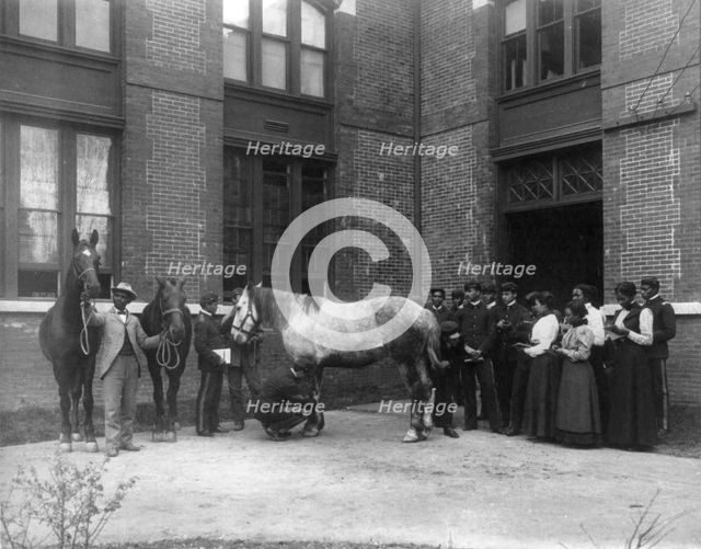 African American students judging horses - Hampton Institute, 1899 or 1900. Creator: Frances Benjamin Johnston.