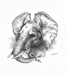 African Elephant c1900. Artist: Helena J. Maguire