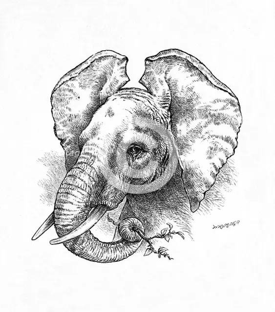 'African Elephant', c1900. Artist: Helena J. Maguire.