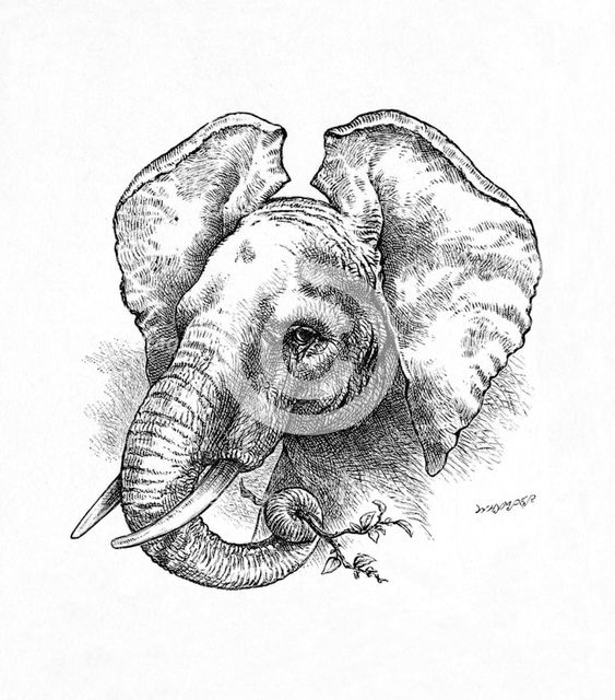 'African Elephant', c1900. Artist: Helena J. Maguire.