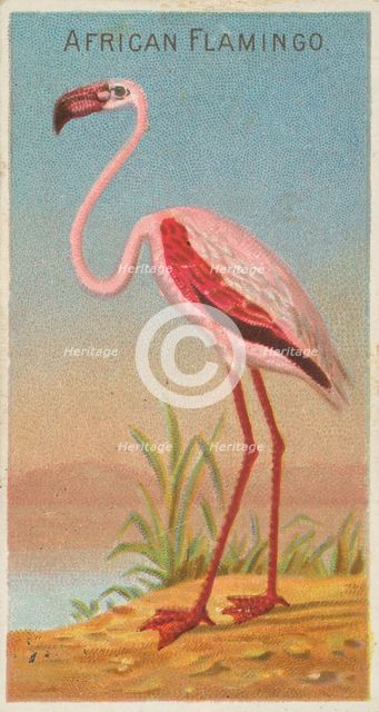 African Flamingo, from the Birds of the Tropics series (N5) for Allen & Ginter Cigarettes ..., 1889. Creator: Allen & Ginter.