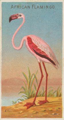 African Flamingo, from the Birds of the Tropics series (N5) for Allen & Ginter Cigarettes ..., 1889. Creator: Allen & Ginter