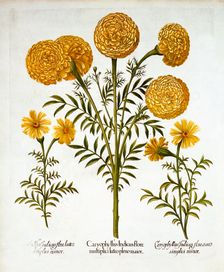 African Marigold and French Marigolds, from Hortus Eystettensis by Basil Besler (1561-1629), pub