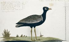 Afrotis afra (Southern black korhaan), 1778. Creator: Robert Jacob Gordon
