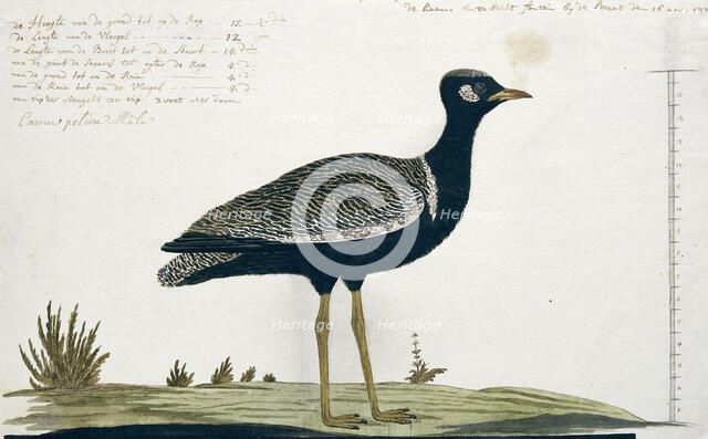 Afrotis afra (Southern black korhaan), 1778. Creator: Robert Jacob Gordon.