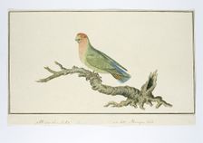 Agapornis roseicollis (Rosy-faced lovebird), 1777-1786. Creator: Robert Jacob Gordon