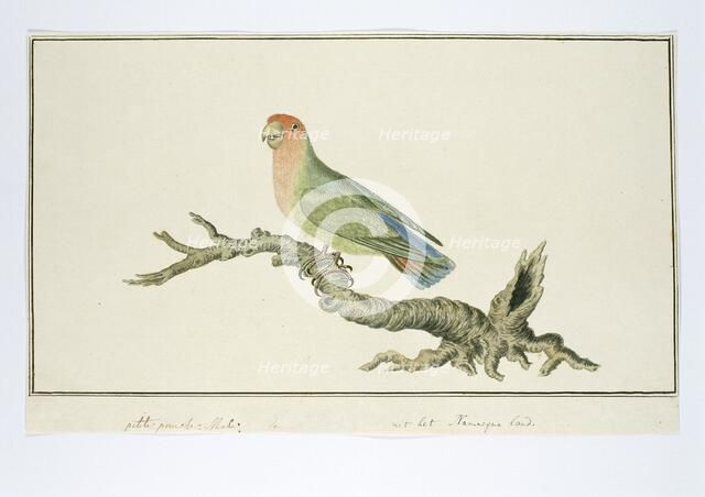 Agapornis roseicollis (Rosy-faced lovebird), 1777-1786. Creator: Robert Jacob Gordon.