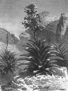Agaves in Bloom; A zigzag journey through Mexico 1875. Creator: Thomas Mayne Reid