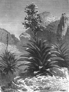 Agaves in Bloom; A zigzag journey through Mexico 1875. Creator: Thomas Mayne Reid