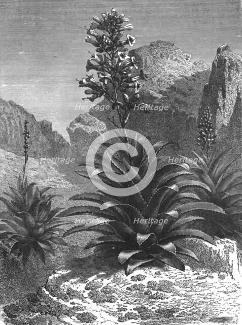 'Agaves in Bloom; A zigzag journey through Mexico', 1875.  Creator: Thomas Mayne Reid.