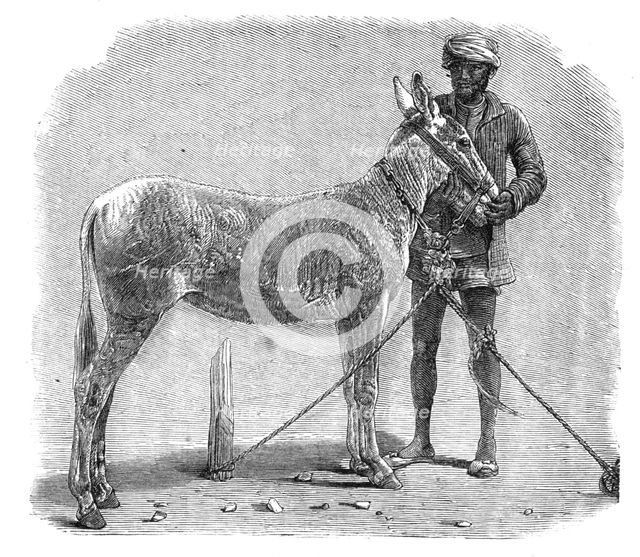Agricultural Exhibition at Roorkee, North-West Provinces of India: wild ass, 1864. Creator: Unknown.