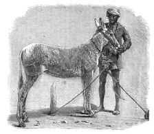 Agricultural Exhibition at Roorkee, North-West Provinces of India: wild ass, 1864. Creator: Unknown