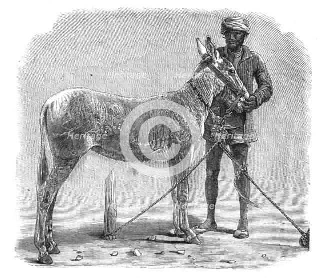 Agricultural Exhibition at Roorkee, North-West Provinces of India: wild ass, 1864. Creator: Unknown.