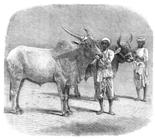 Agricultural Exhibition at Roorkee, North-West Provinces of India: prize field-bullocks, 1864. Creator: Unknown