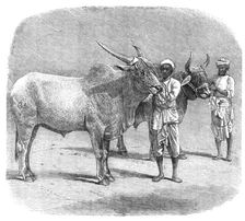 Agricultural Exhibition at Roorkee, North-West Provinces of India: prize field-bullocks, 1864. Creator: Unknown