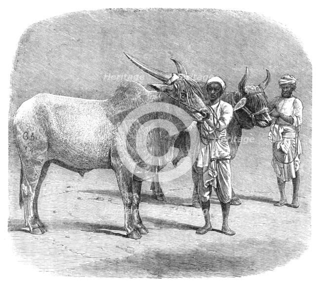Agricultural Exhibition at Roorkee, North-West Provinces of India: prize field-bullocks, 1864. Creator: Unknown.