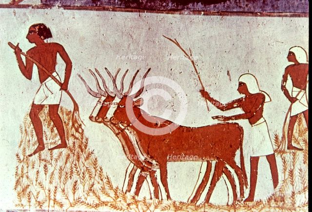 Agricultural scene, fresco in the tomb of Menna (scribe of Tutmés IV), belonging to the XVIII Dyn…