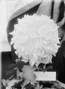 Agriculture Department, 1913. Creator: Harris & Ewing