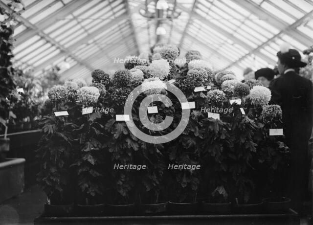 Agriculture Department Dahlia Show, 1911. Creator: Harris & Ewing.