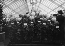 Agriculture Department Dahlia Show, 1911. Creator: Harris & Ewing