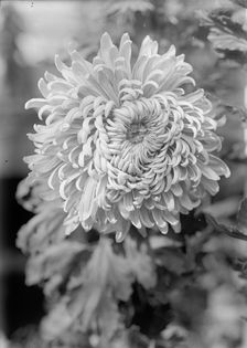 Agriculture Department - Jessie Wilson Chrysanthemum, 1913. Creator: Harris & Ewing