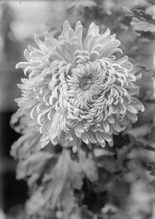 Agriculture Department - Jessie Wilson Chrysanthemum, 1913. Creator: Harris & Ewing
