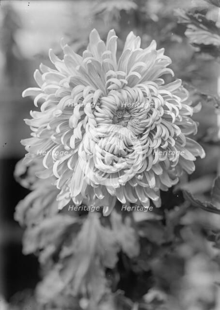 Agriculture Department - 'Jessie Wilson' Chrysanthemum, 1913. Creator: Harris & Ewing.