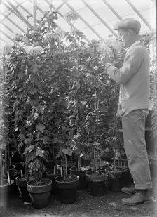 Agriculture Department - Jessie Wilson Chrysanthemum, Martin Graner, Gardener, 1913. Creator: Harris & Ewing