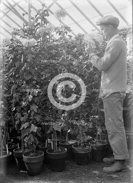 Agriculture Department - 'Jessie Wilson' Chrysanthemum, Martin Graner, Gardener, 1913. Creator: Harris & Ewing.
