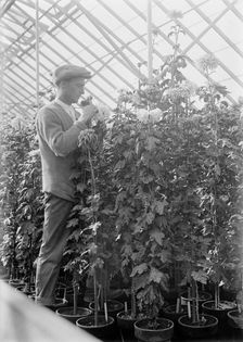 Agriculture Department - Jessie Wilson Chrysanthemum, Martin Graner, Gardener, 1913. Creator: Harris & Ewing