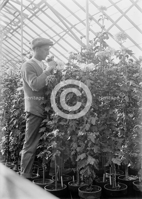Agriculture Department - 'Jessie Wilson' Chrysanthemum, Martin Graner, Gardener, 1913. Creator: Harris & Ewing.