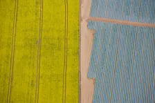Agriculture in yellow and blue, Wood Bevington Farm, Salford Priors, Warwickshire, 2007. Artist: Historic England Staff Photographer