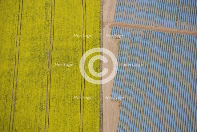 Agriculture in yellow and blue, Wood Bevington Farm, Salford Priors, Warwickshire, 2007. Artist: Historic England Staff Photographer.