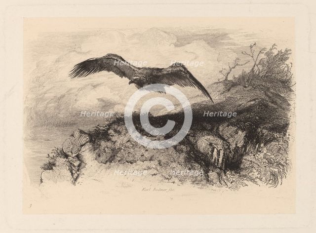 Aigle au vol. Creator: Karl Bodmer.