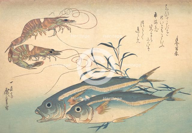 Aji Fish and Kuruma-ebi, from the series Uozukushi (Every Variety of Fish), 1830s., 1830s. Creator: Ando Hiroshige.