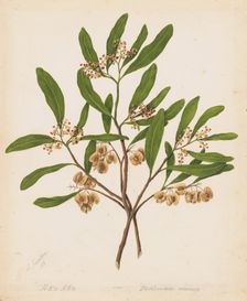 Akeake, c.1885. Creator: Sarah Featon