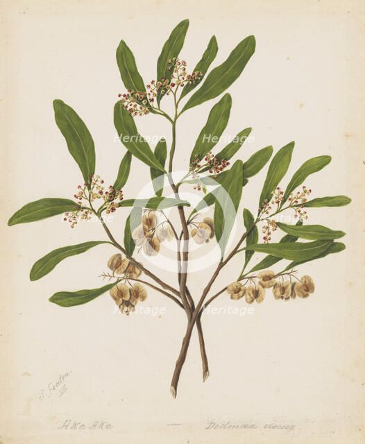 Akeake, c.1885. Creator: Sarah Featon.