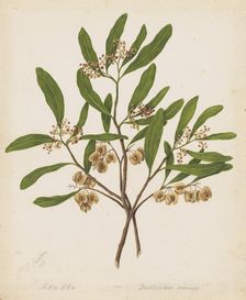 Akeake, c.1885. Creator: Sarah Featon