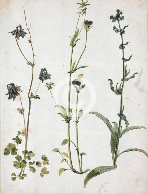 Akelei, Stiefmütterchen und Ochsenzunge, First quarter of 16th cen.. Creator: Dürer, Albrecht (1471-1528).