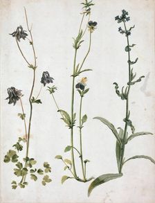Akelei, Stiefmütterchen und Ochsenzunge, First quarter of 16th cen.. Creator: Dürer, Albrecht (1471-1528)