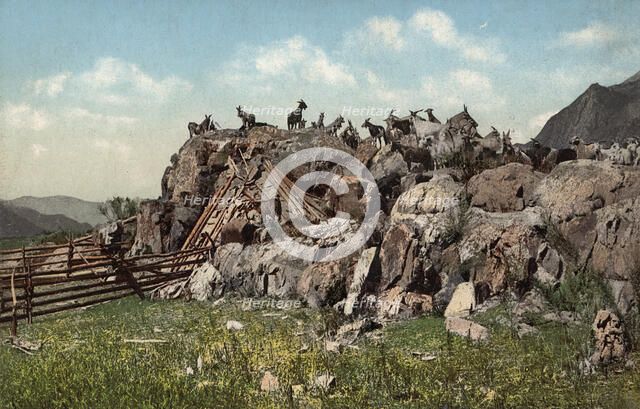 Altai Dwelling (Chaadyr), Katun River Valley, 1911-1913. Creator: Sergei Ivanovich Borisov.