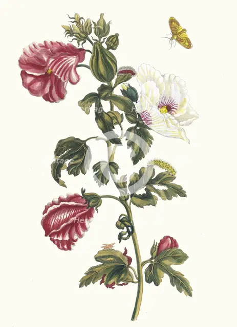 Althea. From the Book Metamorphosis insectorum Surinamensium, 1705. Creator: Merian, Maria Sibylla (1647-1717).