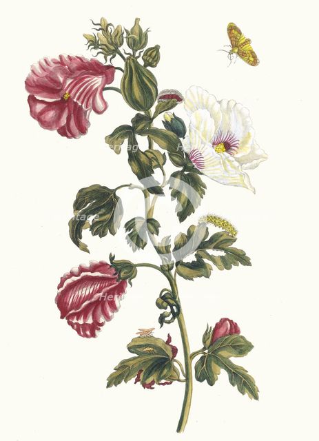 Althea. From the Book Metamorphosis insectorum Surinamensium, 1705. Creator: Merian, Maria Sibylla (1647-1717).