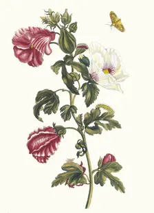 Althea. From the Book Metamorphosis insectorum Surinamensium, 1705. Creator: Merian, Maria Sibylla (1647-1717)