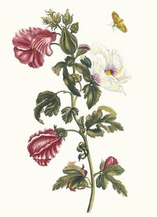 Althea. From the Book Metamorphosis insectorum Surinamensium, 1705. Creator: Merian, Maria Sibylla (1647-1717)