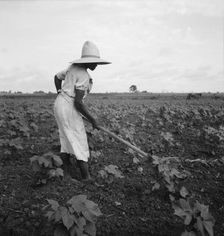 Alabama Negro working in field near Eutaw, Alabama, 1936. Creator: Dorothea Lange