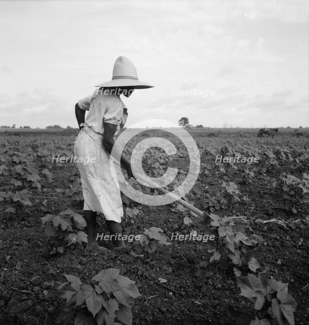 Alabama Negro working in field near Eutaw, Alabama, 1936. Creator: Dorothea Lange.