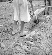 Alabama plow girl, Near Eutaw, Alabama, 1936. Creator: Dorothea Lange