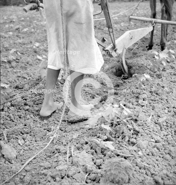 Alabama plow girl, Near Eutaw, Alabama, 1936. Creator: Dorothea Lange.
