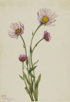 Alaska Fleabane (Erigeron salsuginosus), 1925. Creator: Mary Vaux Walcott